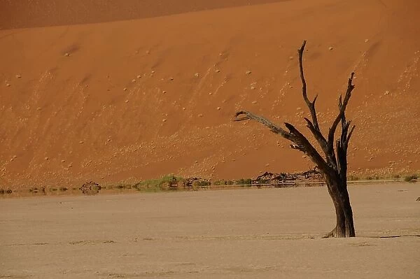 Dead Vlei, Sossusvlei, Namib Desert, Namibia, Africa