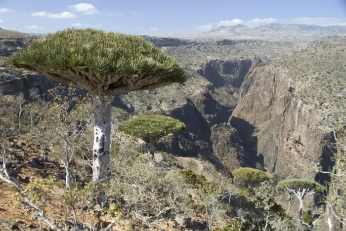 Framed Print : Dearhur Canyon, descending from Hagghir Mountains, Dragons Blood Trees Framed Print : Dearhur Canyon, descending from Hagghir Mountains, Dragons Blood Trees