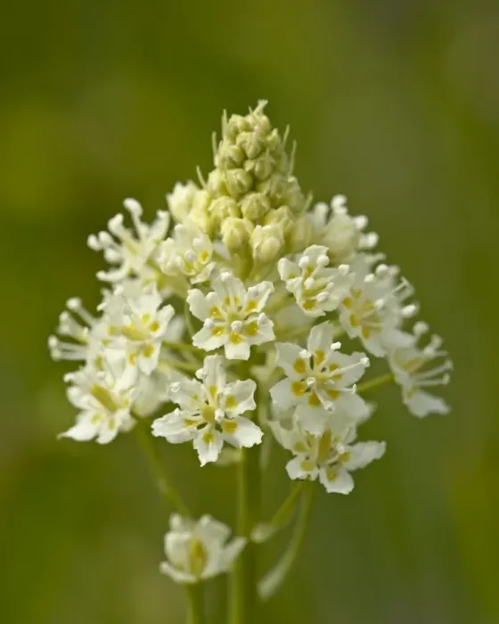 Framed Print : Death Camas (Zigadenus venenosus), near Nanaimo, British Columbia, Canada, North America Framed Print : Death Camas (Zigadenus venenosus), near Nanaimo, British Columbia, Canada, North America