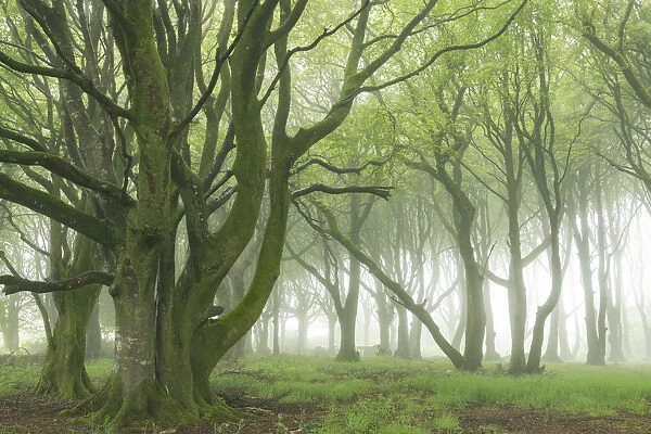Deciduous trees with spring foliage in a foggy woodland, Cornwall, England, United