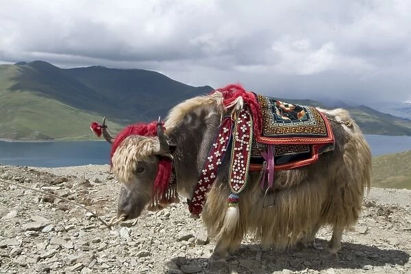 Decorated yak, Turquoise Lake, Tibet, China, Asia