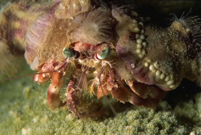 Framed Print : A decorator crab camouflages himself by attaching living sponges and anemones Framed Print : A decorator crab camouflages himself by attaching living sponges and anemones