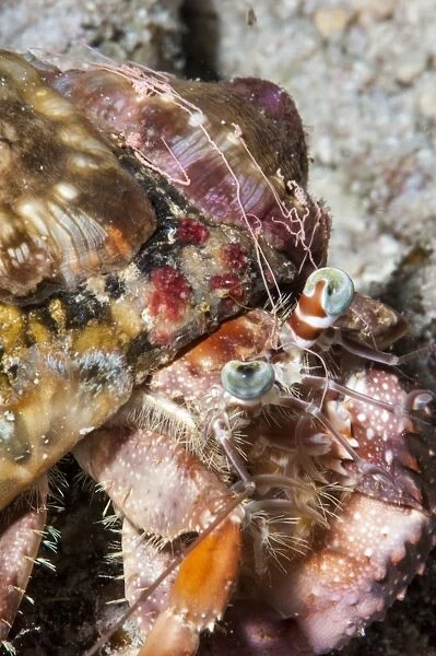 Decorator crab (Dardanus pedunculatus), Sulawesi, Indonesia, Southeast Asia, Asia