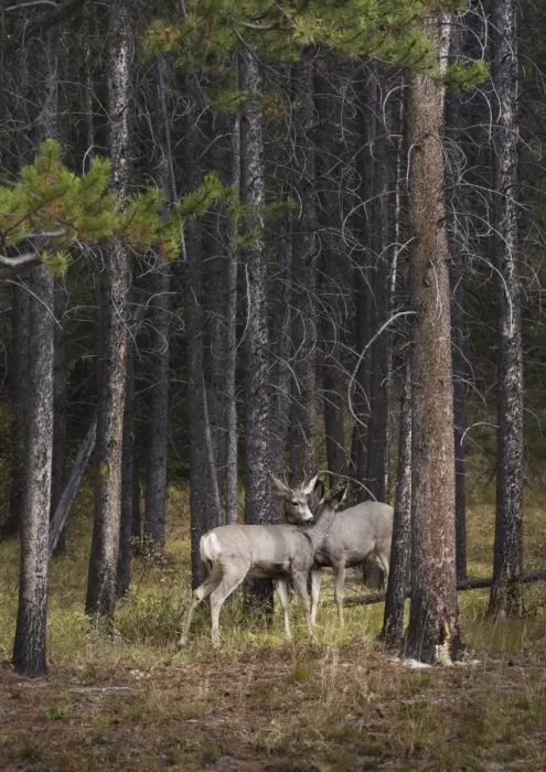 Framed Print : Deer licking each other, Banff National Park, Alberta, Canada, North America Framed Print : Deer licking each other, Banff National Park, Alberta, Canada, North America