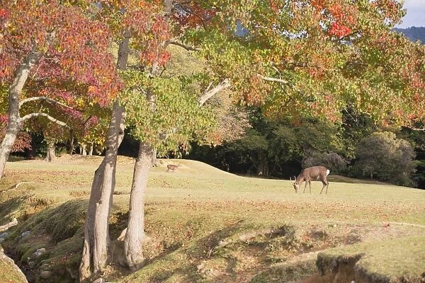 Deer in Nara Park, Nara, Kansai, Japan, Asia