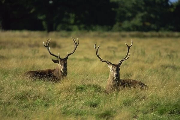 Deer, Richmond Park, Surrey, England, United Kingdom, Europe