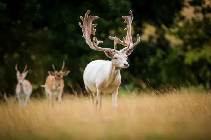Framed Print : Deer, United Kingdom, Europe Framed Print : Deer, United Kingdom, Europe