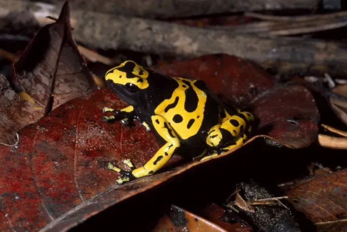 Framed Print : Dendrobatid poison dart Frog (Dendrobates leucomelas), Venezuela, South America Framed Print : Dendrobatid poison dart Frog (Dendrobates leucomelas), Venezuela, South America