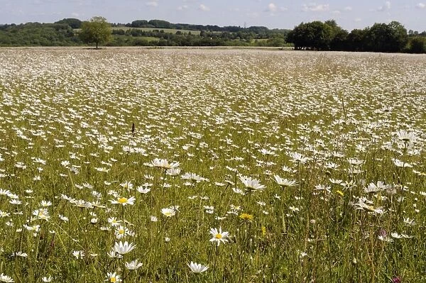 Dense carpet of ox eye daisies or Marguerites (Leucanthemum vulgare) in hay meadow, Wiltshire, England