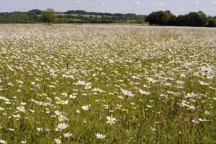 Framed Print : Dense carpet of ox eye daisies or Marguerites (Leucanthemum vulgare) in hay meadow, Wiltshire, England Framed Print : Dense carpet of ox eye daisies or Marguerites (Leucanthemum vulgare) in hay meadow, Wiltshire, England