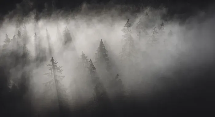 Framed Print : Dense fog covering the trees of forest at dawn, Italy, Europe Framed Print : Dense fog covering the trees of forest at dawn, Italy, Europe