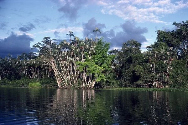 Dense forest bordering the Napo River, Ecuador, South America