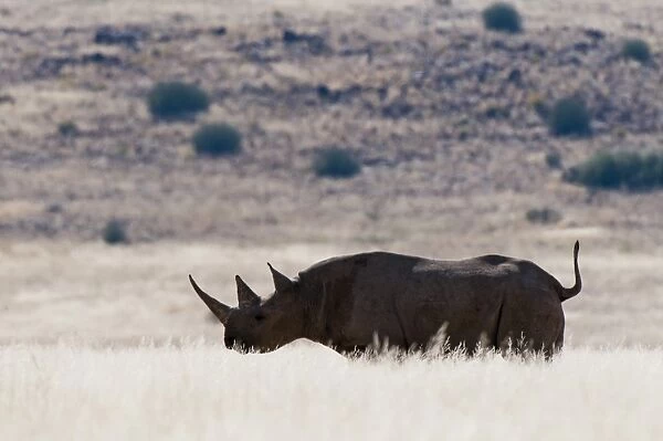 Desert adapted black rhinoceros (Diceros bicornis), Palmwag Concession, Damaraland, Namibia, Africa