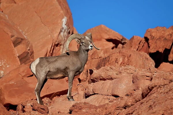 Desert Bighorn Sheep (Ovis canadensis nelsoni) ram, Valley of Fire State Park, Nevada, United States of America, North America