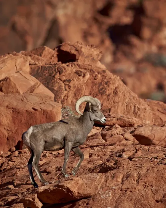 Framed Print : Desert Bighorn Sheep (Ovis canadensis nelsoni) ram, Valley of Fire State Park, Nevada, United States of America, North America Framed Print : Desert Bighorn Sheep (Ovis canadensis nelsoni) ram, Valley of Fire State Park, Nevada, United States of America, North America
