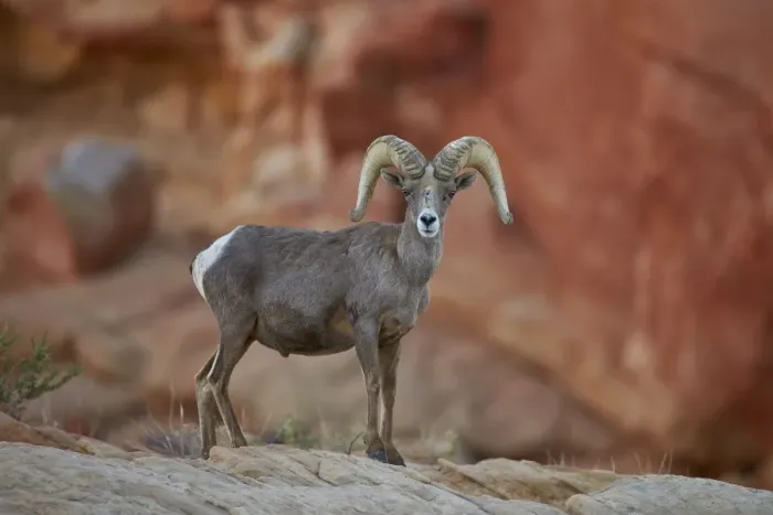 Framed Print : Desert Bighorn Sheep (Ovis canadensis nelsoni) ram, Valley of Fire State Park, Nevada, United States of America, North America Framed Print : Desert Bighorn Sheep (Ovis canadensis nelsoni) ram, Valley of Fire State Park, Nevada, United States of America, North America
