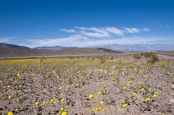 Desert dandelion (Malacothrix californica), Death Valley National Park