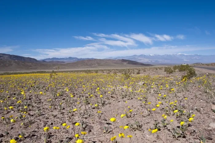 Framed Print : Desert dandelion (Malacothrix californica), Death Valley National Park Framed Print : Desert dandelion (Malacothrix californica), Death Valley National Park