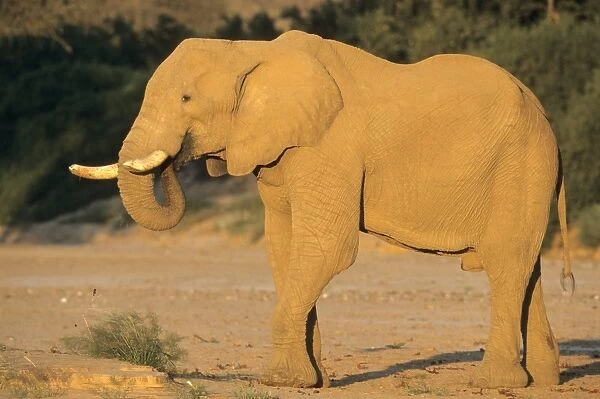 Desert-dwelling elephant