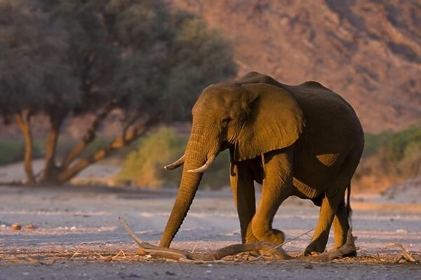 Desert-dwelling elephant (Loxodonta africana africana)