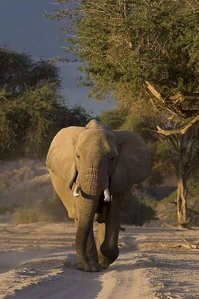 Desert-dwelling elephant (Loxodonta africana africana)