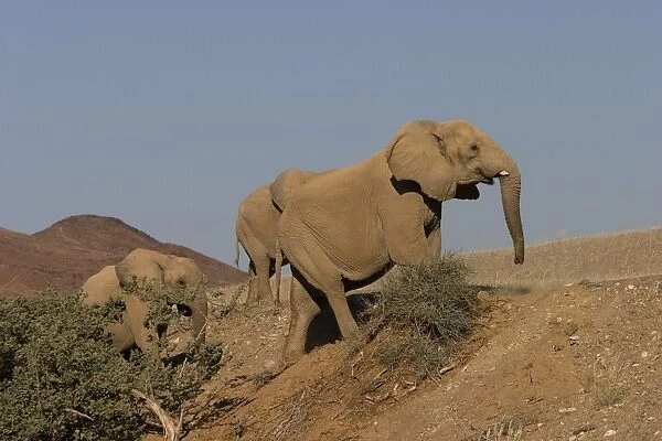 Desert-dwelling elephants