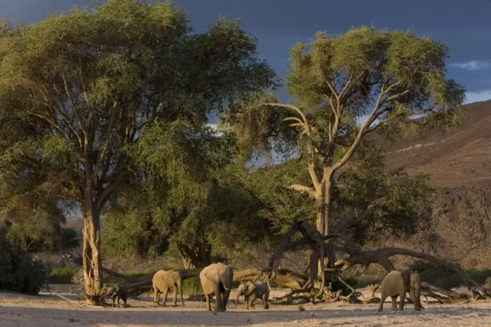Framed Print : Desert-dwelling elephants Framed Print : Desert-dwelling elephants