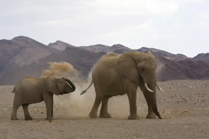 Framed Print : Desert-dwelling elephants Framed Print : Desert-dwelling elephants
