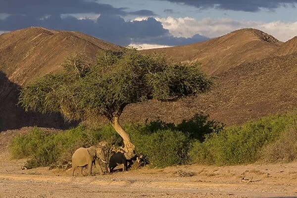 Desert-dwelling elephants