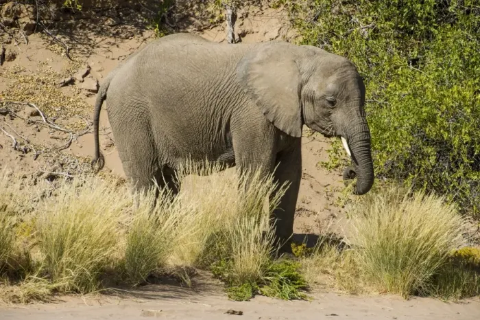 Framed Print : Desert elephant (African bush elephant) (Loxodonta africana), Khurab Reserve, northern Namibia Framed Print : Desert elephant (African bush elephant) (Loxodonta africana), Khurab Reserve, northern Namibia