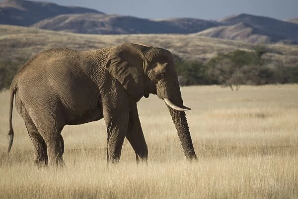 Desert Elephant (Loxodonta africana), Aba-Huab River Valley, Damaraland, Namibia, Africa