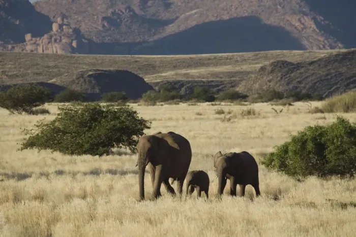 Framed Print : Desert Elephant (Loxodonta africana) family, Aba-Huab River Valley, Damaraland Framed Print : Desert Elephant (Loxodonta africana) family, Aba-Huab River Valley, Damaraland