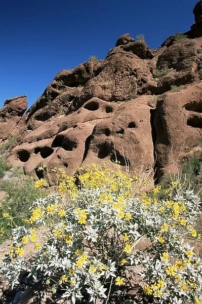 Desert flora beneath Camelback Mountain