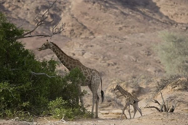 Desert giraffe (Giraffa camelopardalis capensis) with her young