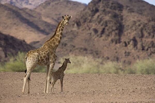 Desert giraffe (Giraffa camelopardalis capensis) with her young