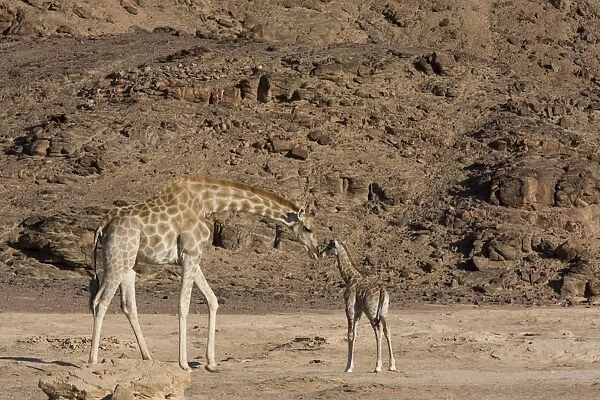 Desert giraffe (Giraffa camelopardalis capensis) with young