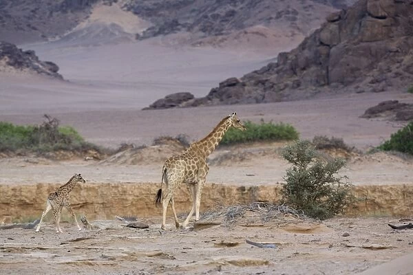 Desert giraffe (Giraffa camelopardalis capensis) with young