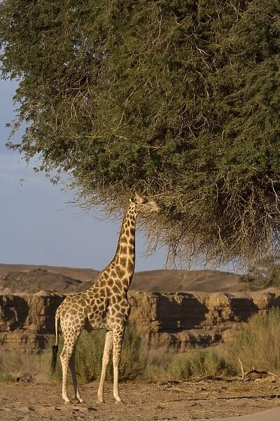 Desert giraffe (Giraffa camelopardalis capensis)