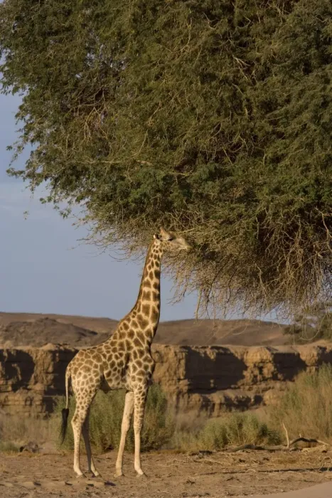 Framed Print : Desert giraffe (Giraffa camelopardalis capensis) Framed Print : Desert giraffe (Giraffa camelopardalis capensis)