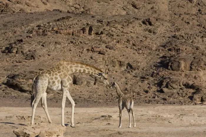 Framed Print : Desert giraffe (Giraffa camelopardalis capensis) with young Framed Print : Desert giraffe (Giraffa camelopardalis capensis) with young