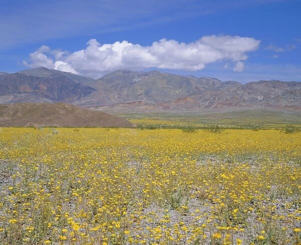 Desert Gold (Geraea canescens) flowers