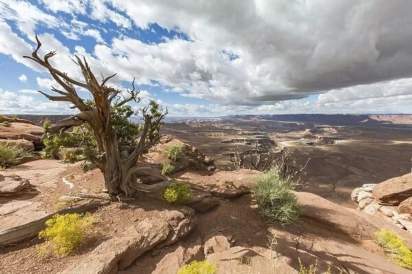 Desert landscape, Canyonlands National Park, Moab, Utah, United States of America