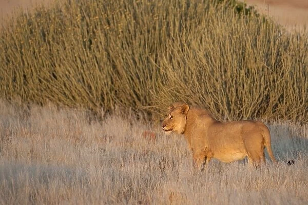 Desert lion (Panthera leo), radio collared young male, Kunene region, Namibia, Africa