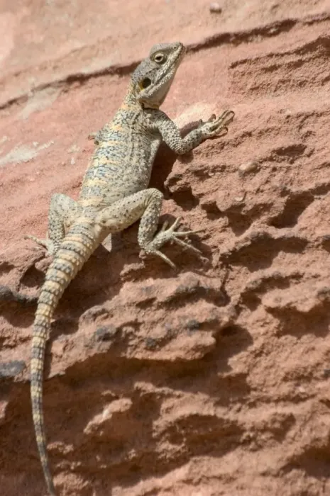 Framed Print : Desert lizard Framed Print : Desert lizard