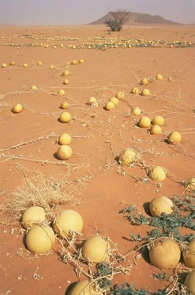 Desert pumpkins