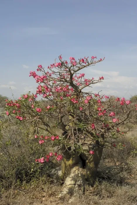Framed Print : Desert rose