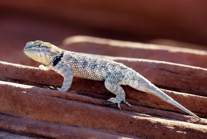 Framed Print : Desert Spiny Lizard (Sceloporus magister) in Sand Hollow State Park near St. George, Utah, United States of America Framed Print : Desert Spiny Lizard (Sceloporus magister) in Sand Hollow State Park near St. George, Utah, United States of America
