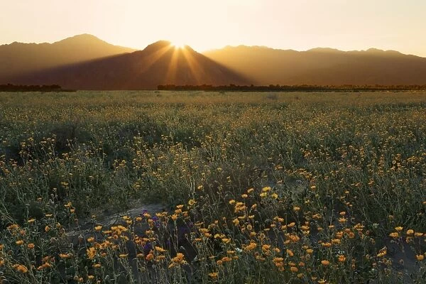 Desert sunflowers, Anza-Borrego Desert State Park, Borrego Springs, California, United