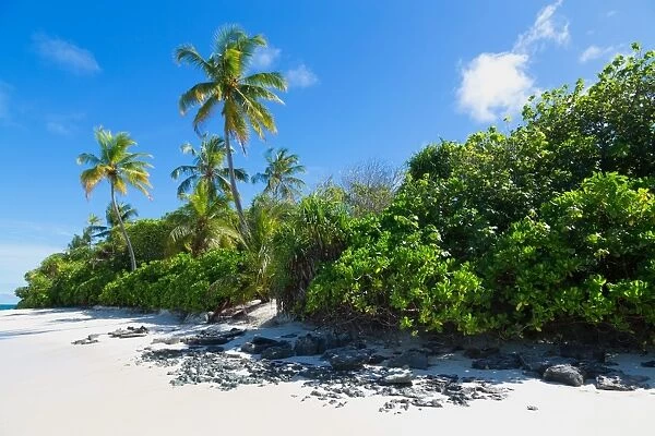 A deserted beach and tropical vegetation on an island in the Northern Huvadhu Atoll, Maldives, Indian Ocean, Asia