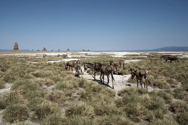 The desolate landscape of Lac Abbe, dotted with limestone chimneys and livestock belonging to local nomads